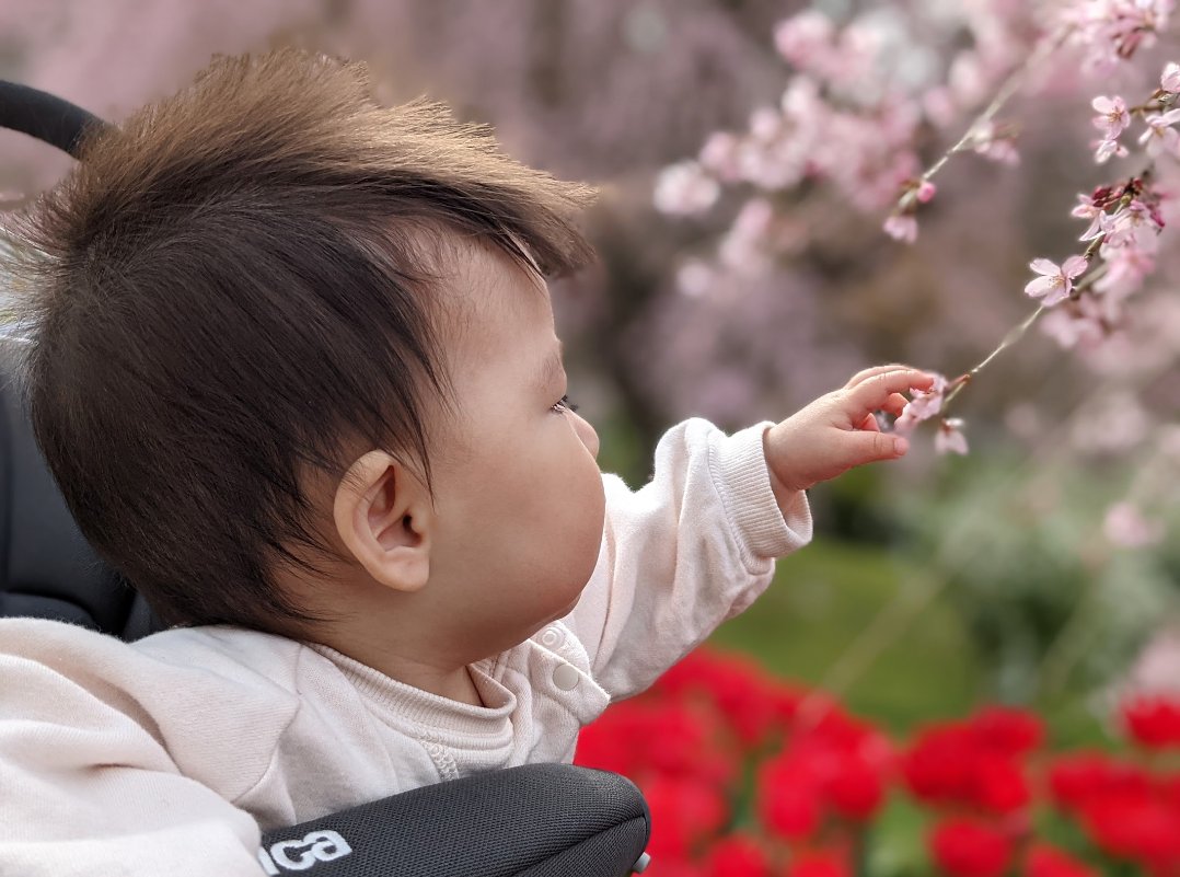 写真の下の力持ち
(写真はベビーカーから撮ったやつ)
桜がちらほら咲いてた!😊 