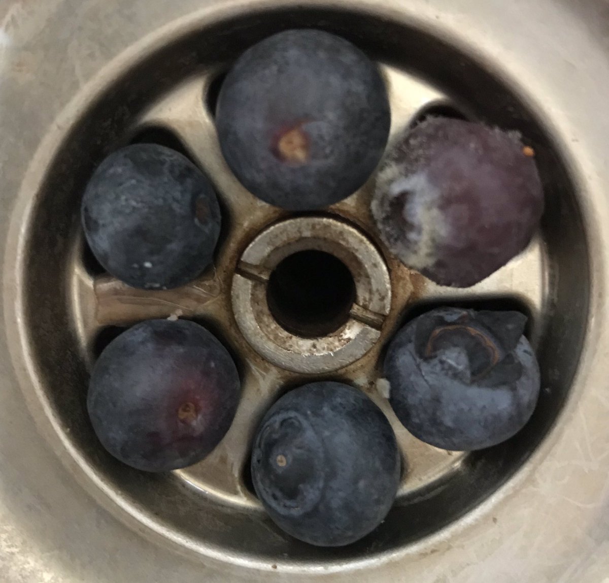 The blueberries I dropped in the sink elected to do this, and it’s pleasing