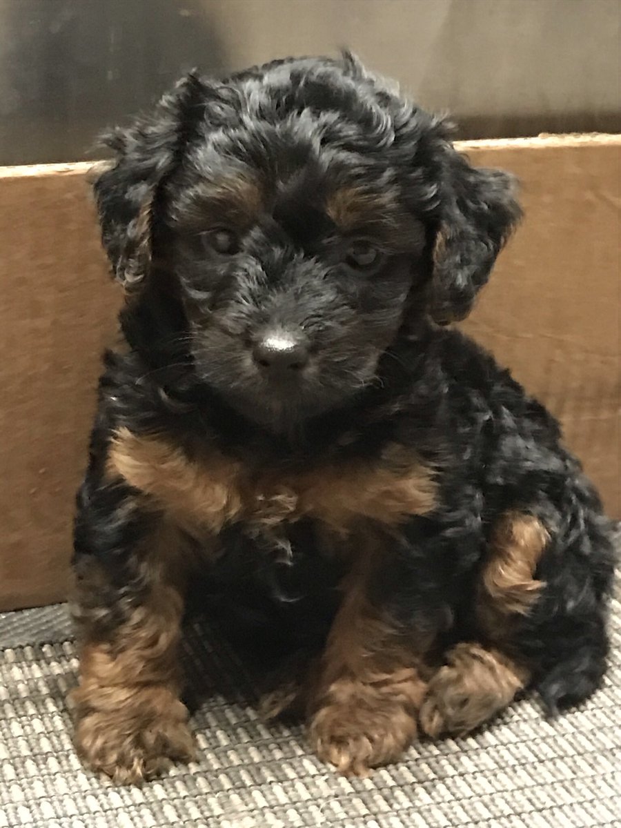 ClaireRob23's tweet photo. @Soarnicola She’s beautiful!! we completed our family in January with the arrival of Maple -she’s brought us so much joy already #NationalPuppyDay https://t.co/u17j6OQNH3