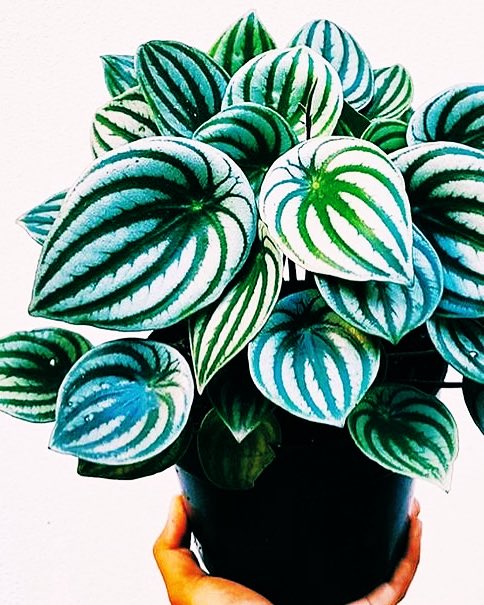 Nicole_Parky's tweet photo. Plants make everything better ๐๐
#houseplants #greenoverload #hernehill https://t.co/iNzx2Jjxva