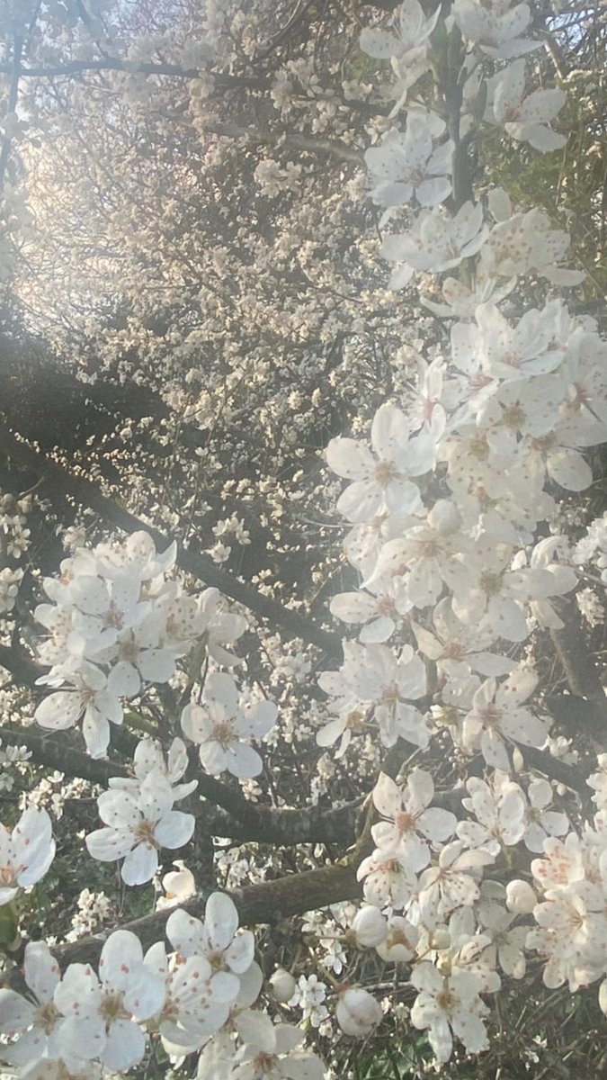AmiiEvlynB's tweet photo. Highlights from my walk yesterday https://t.co/KfcmGbrpx6
