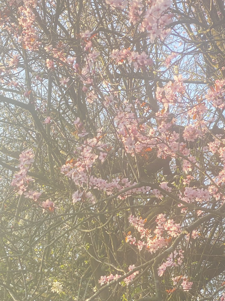 AmiiEvlynB's tweet photo. Highlights from my walk yesterday https://t.co/KfcmGbrpx6