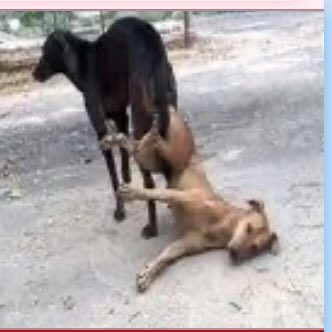 IndiaStopCorru1's tweet photo. मार्डन जमाना #फटी_जिन्स
आधुनिकीकरण के मामले मे कुतते-कुतिया कही आगे है बस उन्हीं से सिखने की ज़रूरत है 
@rashtrapatibhvn @PMOIndia https://t.co/fWgkXeoXpS