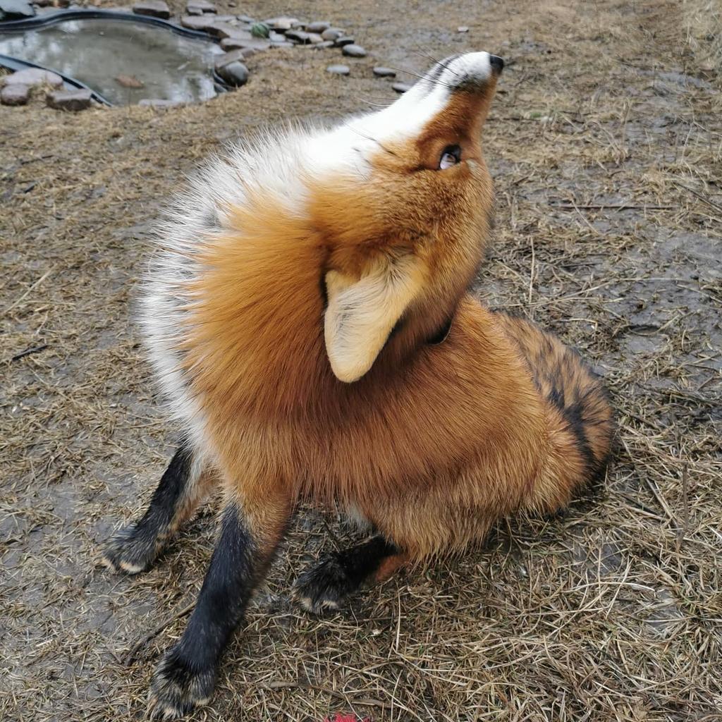 FunnyFoxyPride's tweet photo. Foxes are doing Yoga too.
Namaste 🙏
#foxiefox https://t.co/aiwi4jtplR
