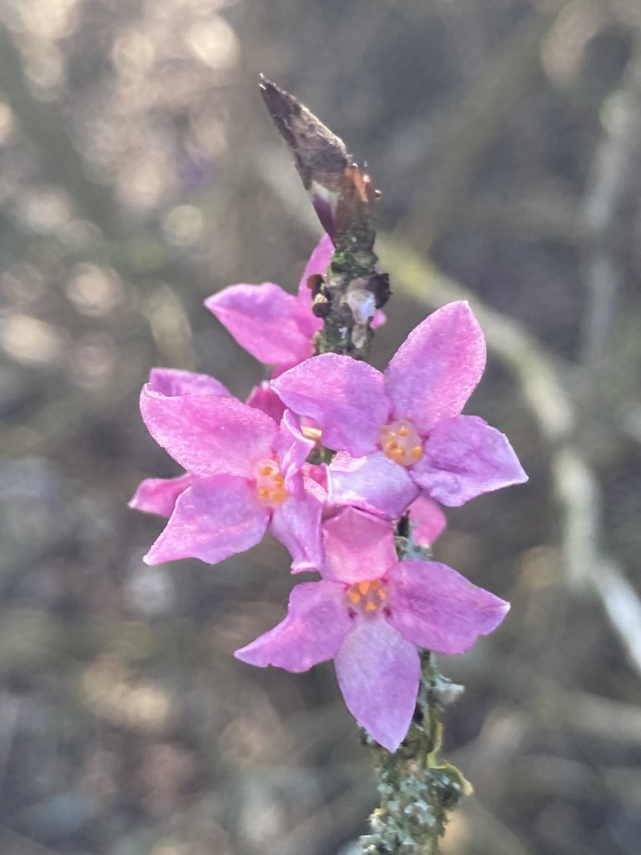 Gewoon op <a href="/dekruidhof/">dekruidhof</a> Hortus van Fryslan. Peperboompje, omdat het voorjaar is #Lente