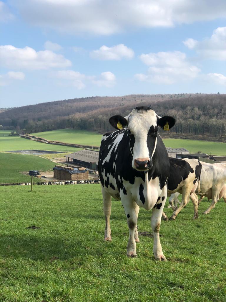 OpenFarmSunday's tweet photo. We're running a competition between Stella the dairy cow and Britain's Fittest Farmers to see who clocks up the most steps in one week! 🐄🏃‍♀️🏃‍♂️

Get your guesses in to win a hamper from @Arla!👉https://t.co/KDHqmWrO9r 

Updates &amp; more: https://t.co/Xvn5l9xSYP https://t.co/fCE9OFGXzu