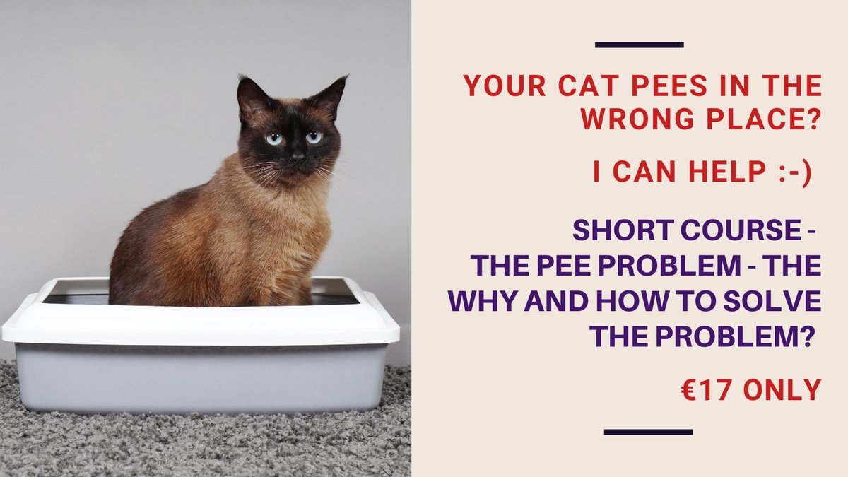 AliceChauCat's tweet image. Are you dealing with cat pee problem? This has to be the top 1 cat behaviour problem of all time! Need help? Check out this one hour short course to help you solve this problem: maowacademy.com/p/the-cat-pee-…
#CatBehaviour #CatProblem #CatsOfTwitter #CatsOfLinkedIn #CatsOfFacebook