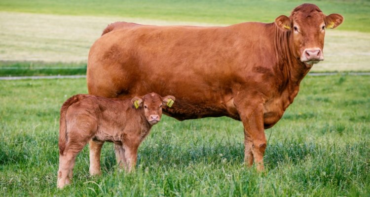 RenzoBonifazi's tweet photo. Our latest research's news article is now online!
2-minutes reading on the benefits of #international evaluations in #beef #cattle. Read it at:
https://t.co/fwPxuV9kjl
Link to full paper inside.
#WUR #WUR_ABG @WURlivestock #interbeef @ICAR_Committee @InterbullCentre @HerdPlus https://t.co/j9upHa8Run