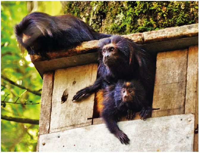 OecolAustralis's tweet photo. NEST BOX USE AND POLYGYNY IN AN ENDANGERED PRIMATE SPECIES: THE BLACK LION TAMARIN (LEONTOPITHECUS CHRYSOPYGUS)
https://t.co/rcJ4EPclCd
@ufscaroficial
#artificial #sleepingsite #matingsystem #trapcameras #wildlife https://t.co/PH80kAe8Dw