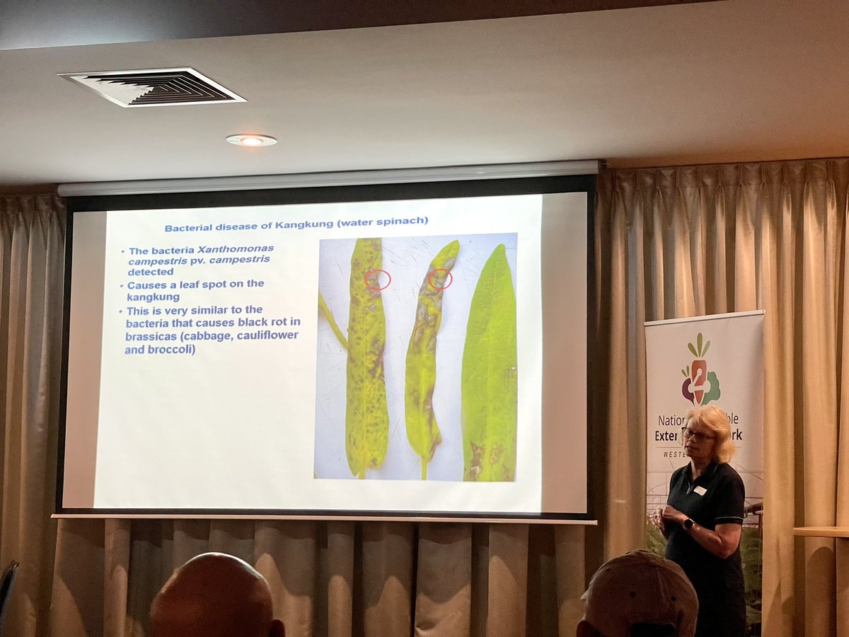 monica_kehoe's tweet photo. @traininggrowers is sharing the bacterial work update for the @Hort_Au funded area wide management of viruses and bacteria in veggies project. 

A friendly reminder about the importance of clean tomato seed and farm hygiene to manage bacterial canker in tomato too! @DPIRDWA https://t.co/RNXIp1ZOs5