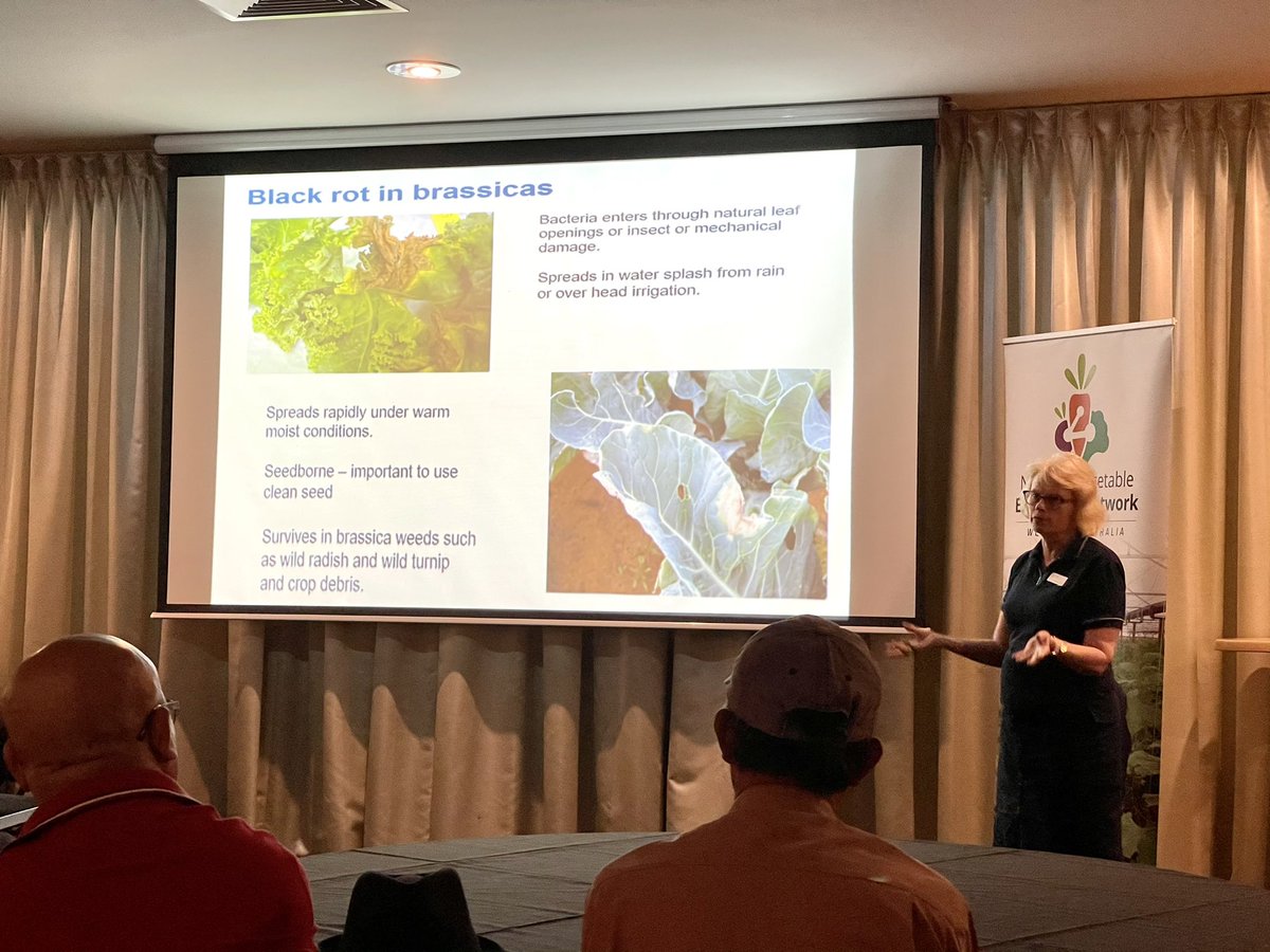 monica_kehoe's tweet photo. @traininggrowers is sharing the bacterial work update for the @Hort_Au funded area wide management of viruses and bacteria in veggies project. 

A friendly reminder about the importance of clean tomato seed and farm hygiene to manage bacterial canker in tomato too! @DPIRDWA https://t.co/RNXIp1ZOs5
