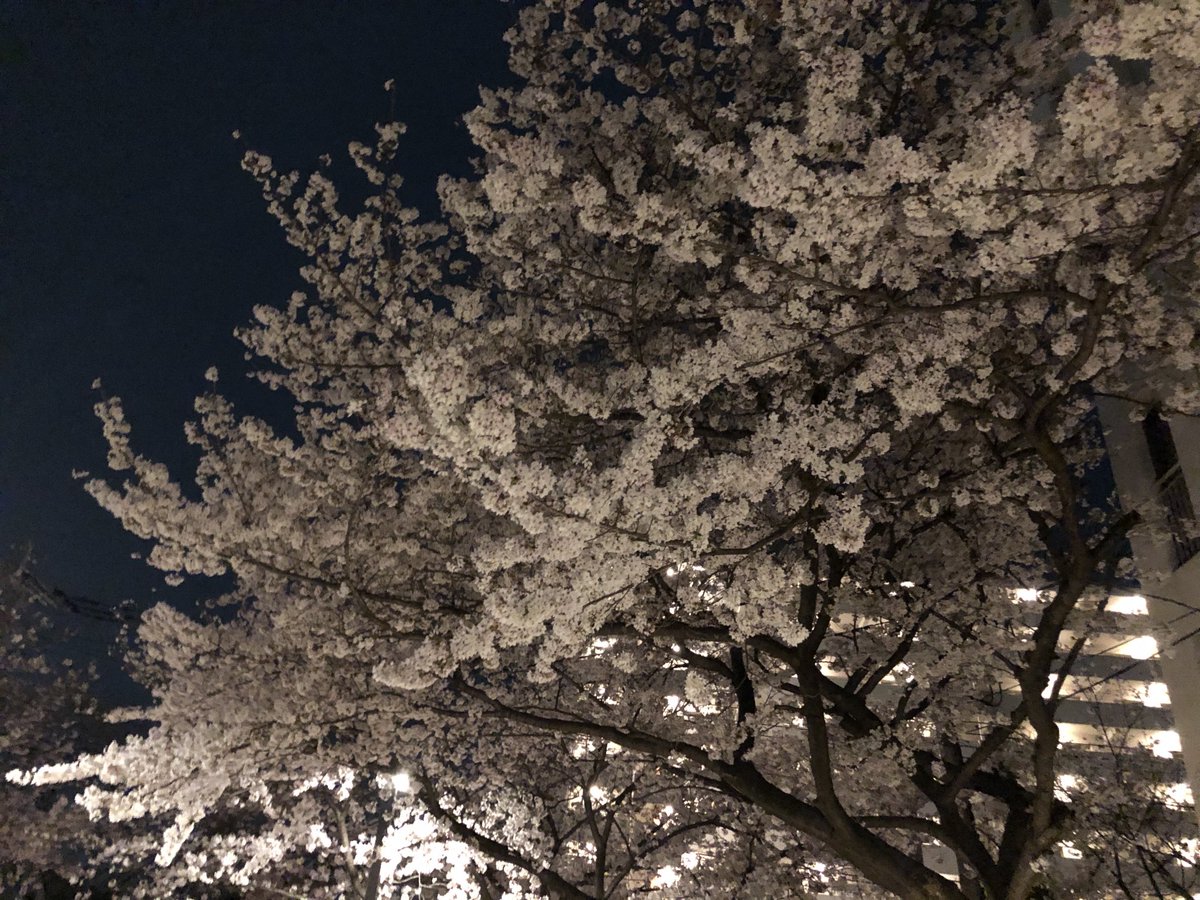 HeppokoDrone's tweet photo. 今年も単独の夜桜🌸
来年こそはみんなで夜桜🌸を楽しみたいですね🌸 https://t.co/4571yzw562