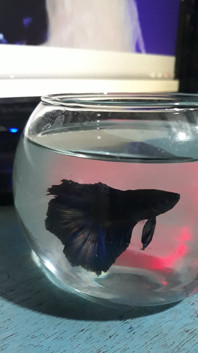 ohdudeitscarl's tweet photo. Welcome, Jinsoul 💙 #BettaFish #BlueBettaFish https://t.co/aSLuiRWhcP