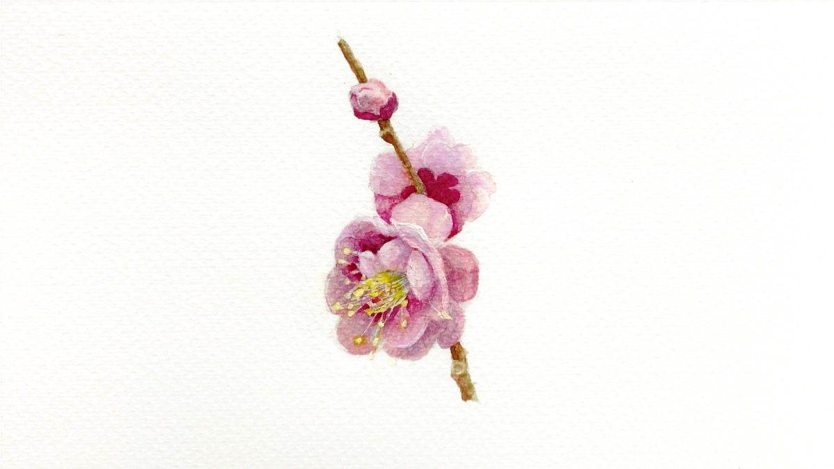 Ayame Shoen 梅の花 花びらのうすさを表現するのが難しい Drawing Watercolor 水彩画 イラスト 梅 春 As P T Co 410ymgehdg Twitter