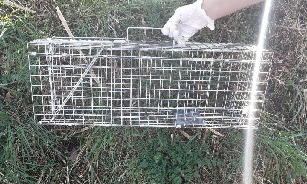 Appeal after cat found dead in wire trap in Tayport dlvr.it/RwGb0L