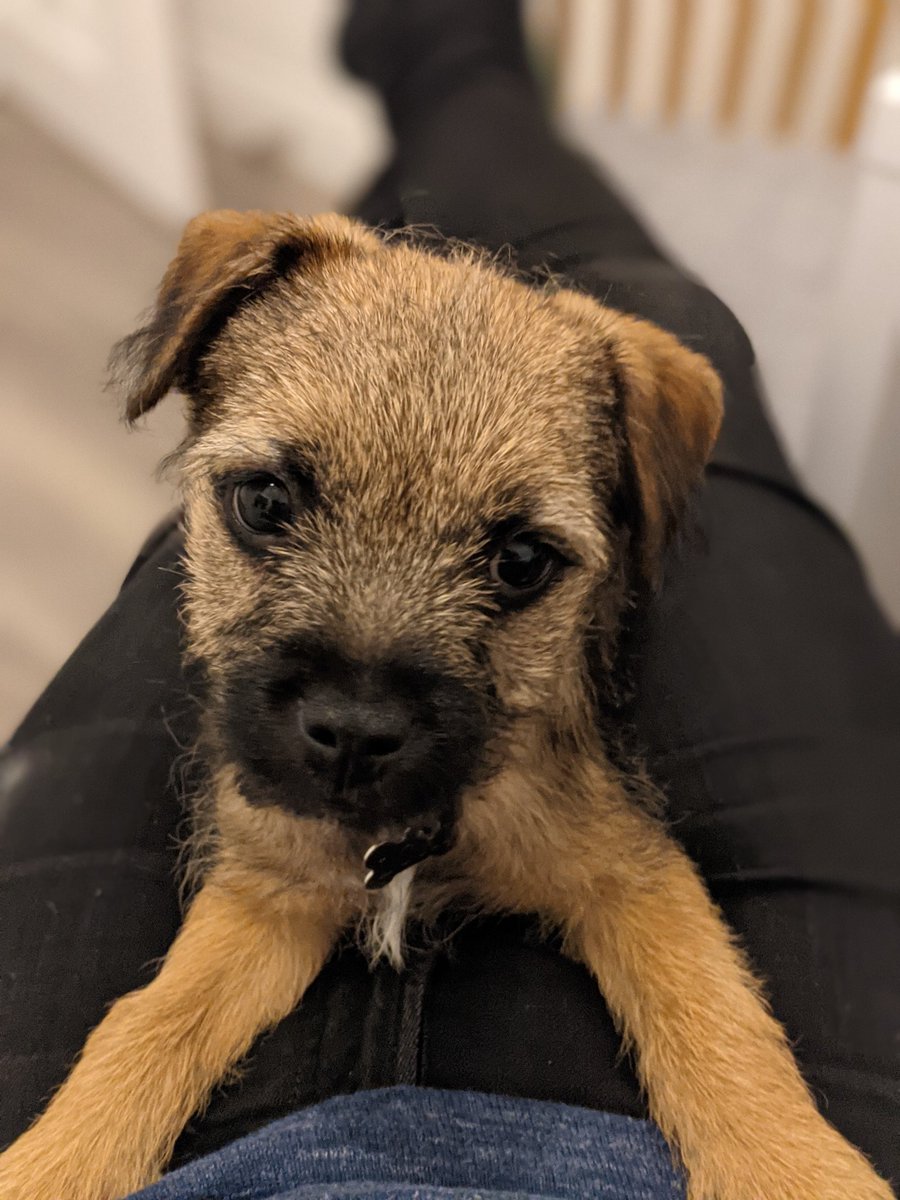 Hughesy118's tweet photo. @diamondbertie - picked up this little guy a few weeks ago.

Hope you're keeping well x https://t.co/LF4ne3SoF9