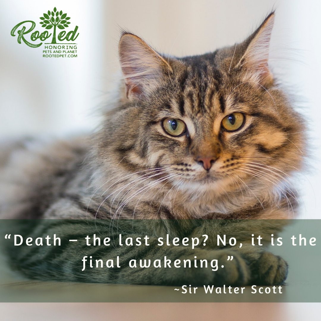 RootedPet tweet media