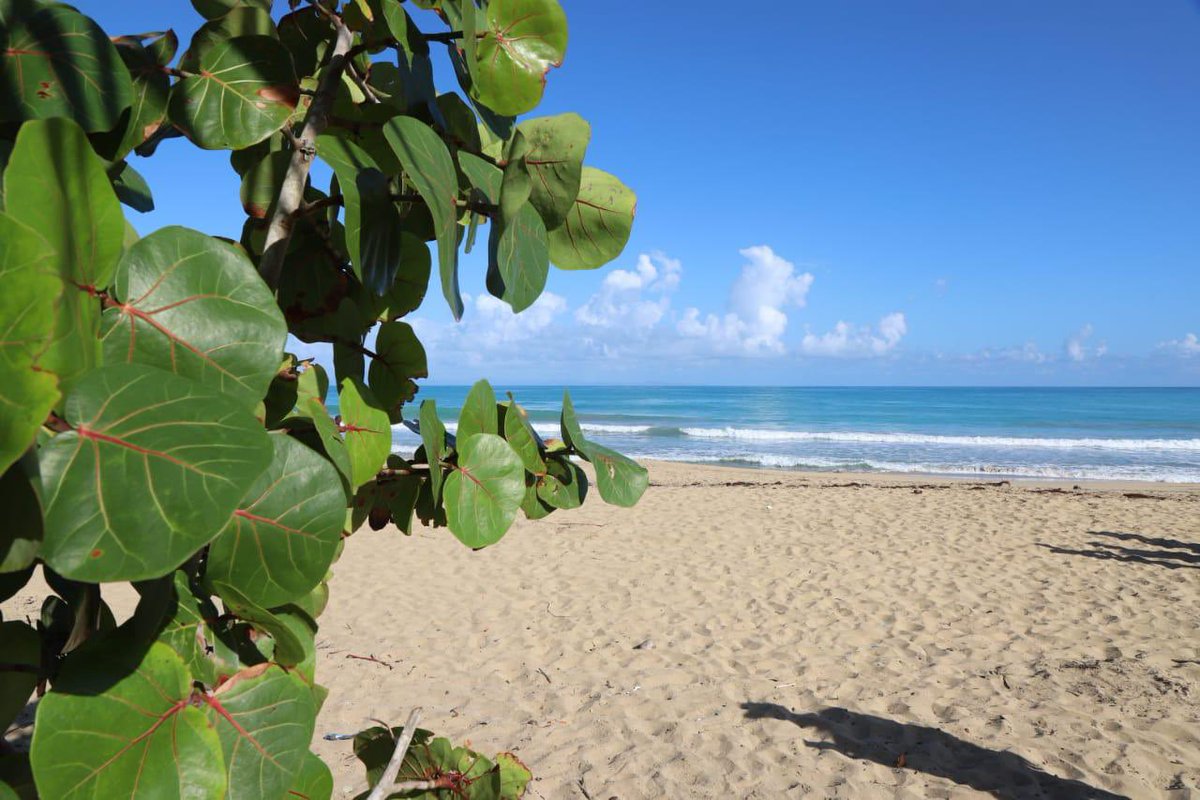 PresidenciaRD's tweet photo. ¡Miches! 😍 Un destino único que ofrece un ecosistema inconfundible, de bellezas naturales que conectan con sus majestuosas playas de arena blanca y abundante vegetación, ubicado en la provincia El Seibo. Hoy lo visitará, el Presidente @LuisAbinader. 

#EstamosCambiando https://t.co/UQaEXBFaTQ
