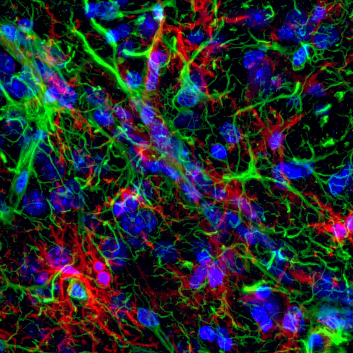 McPopLab @ Ohio State tweet media