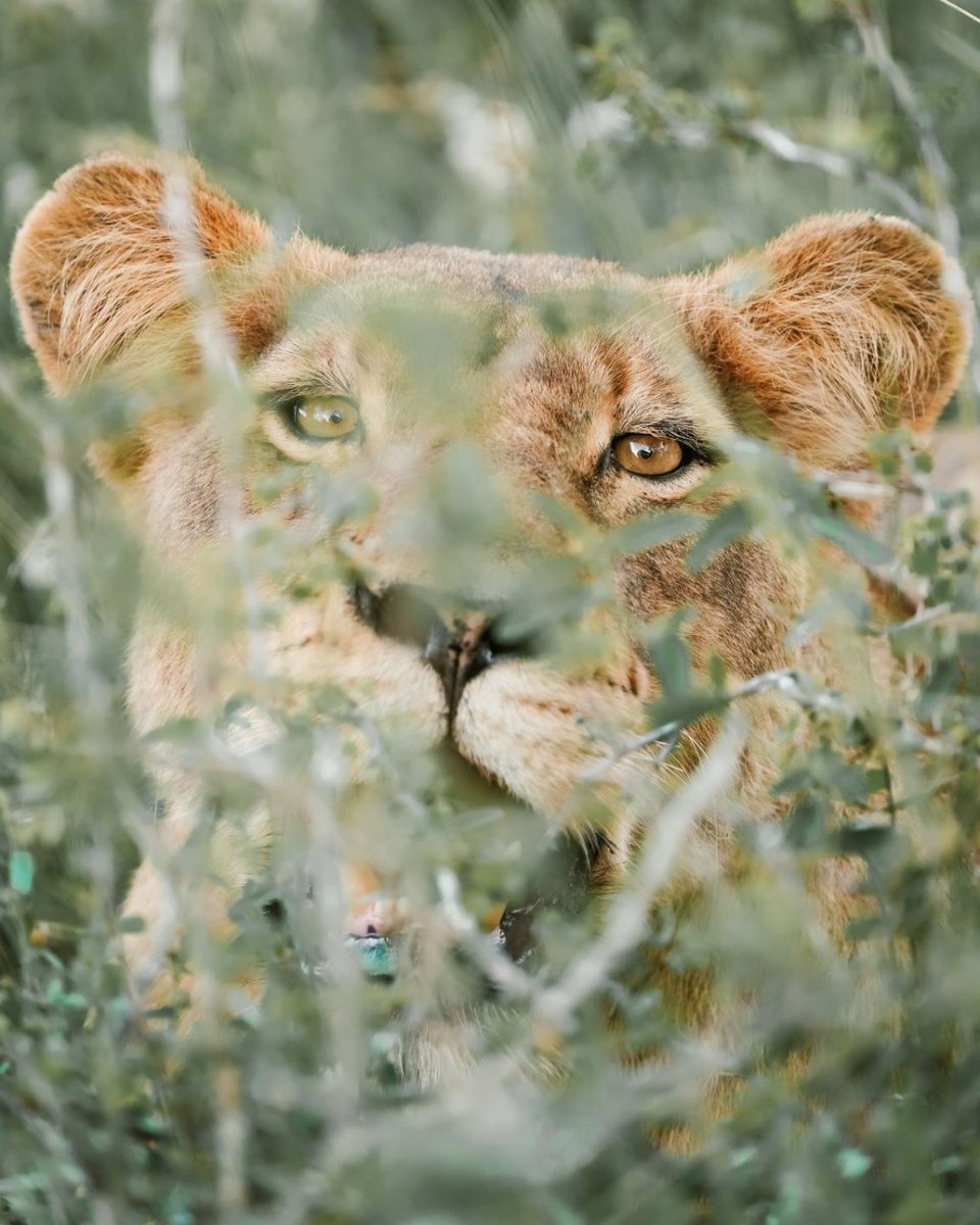 extraordinaryhq's tweet photo. What are you waiting for? Start planning you next safari adventure today! #Extraordinarymoments #safari https://t.co/aYp5BQx2UU