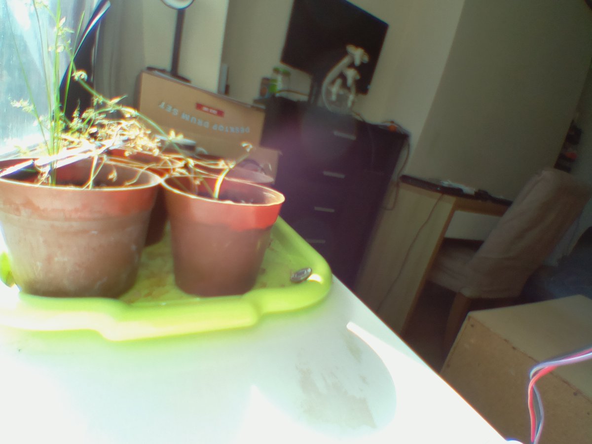 Albert01649102's tweet photo. Today our lentils look like this: https://t.co/PB36Kg0whh