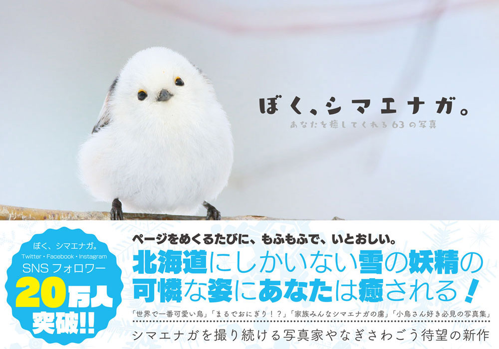 ぼく シマエナガ Daily Simaenaga Twitter