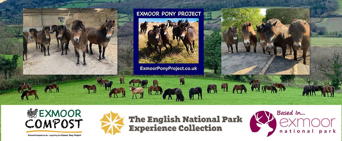 ExmoorPonyClub's tweet image. We're one of the 70 wonderful #EnglishNationalParkExperiences 😀 with our  #ExmoorPonyExperience  beyonk.com/uk/grg6gkh3/ex… 
#PlanNowPlayLater #nationalparksuk @ExmoorNP  #ExperienceMore #uknationalparks #ExmoorPonies #exmoor @visitexmoor #VisitExmoor #adventure #staycation