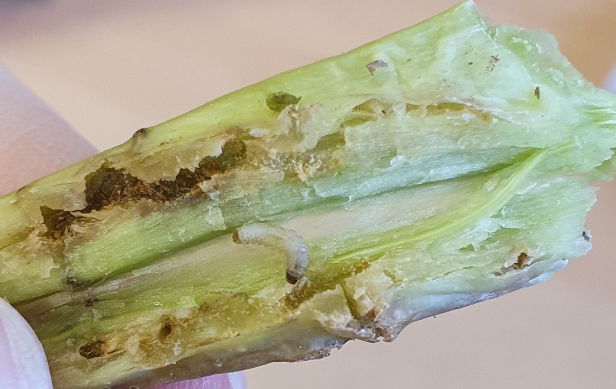 ADASGroup's tweet photo. Help us beat #CSFB! @Bayer4CropsUK want to hear about #OSR growers' experiences of CSFB so far this season. Results will inform both ADAS/@AHDB_Cereals & @niabgroup #csfbSmart research.
Only takes 15 mins & participants will be entered into a prize draw https://t.co/n3NZuzCJrD https://t.co/rvYJdjZdQi