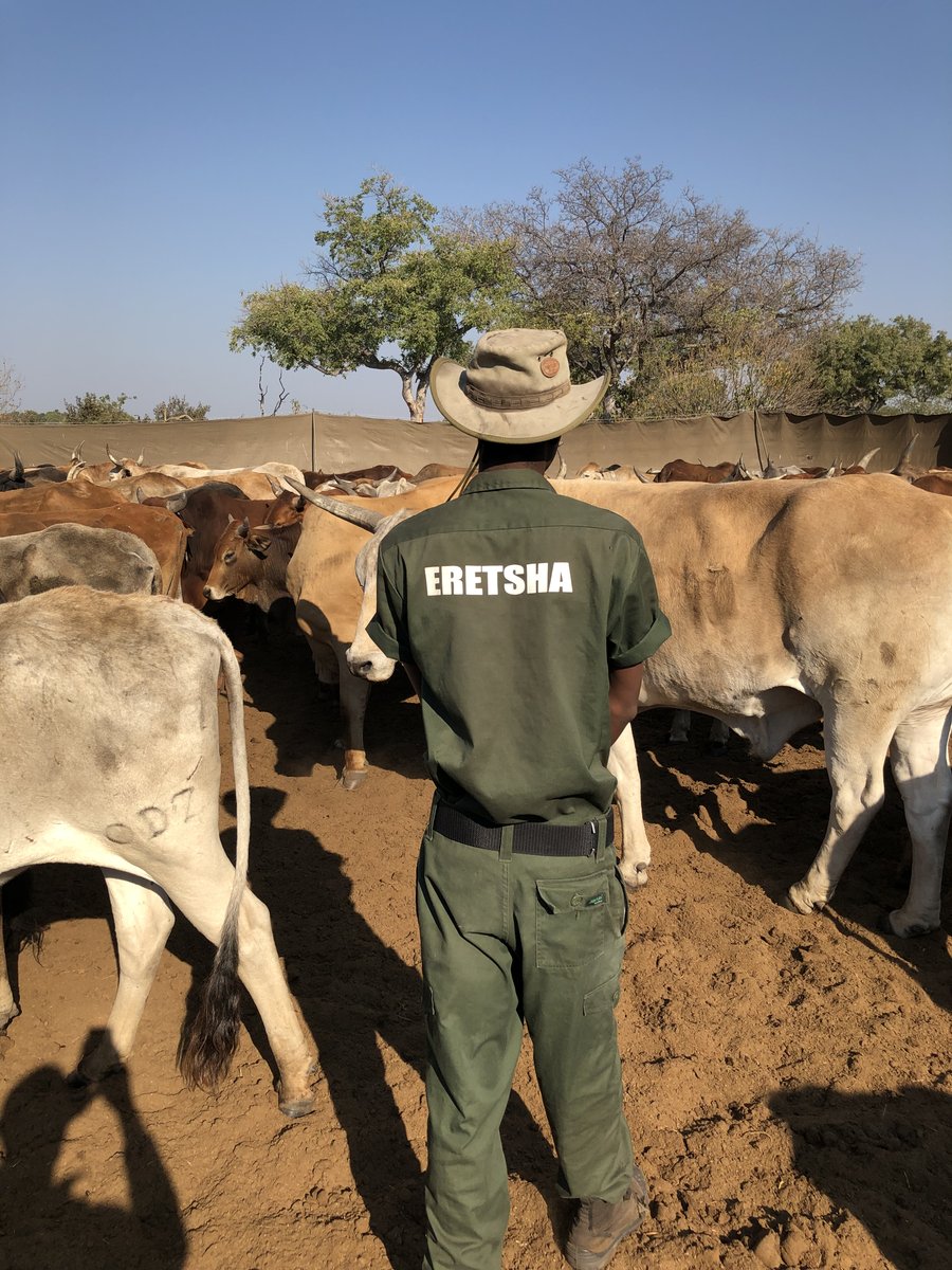 tusk_org's tweet photo. Our partners #ClawsConservancy continue to explore new ways of promoting human-lion harmony with their latest being the development of a communal wildlife-friendly livestock herd.
#CLAWS #Botswana #Tusk #HumanWildlifeConflict #Lions https://t.co/uJWGDDLCwa