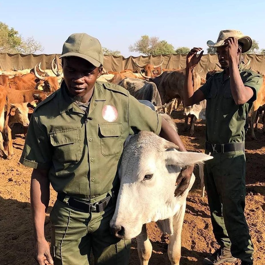 tusk_org's tweet photo. By collectively managing community cattle with trained herders, #ClawsConservancy have significantly reduced predator conflict, reduced disease deaths and built capacity for communities along the Northern Edge of the Okavango Delta in Botswana.
https://t.co/qZwSbhqZeF