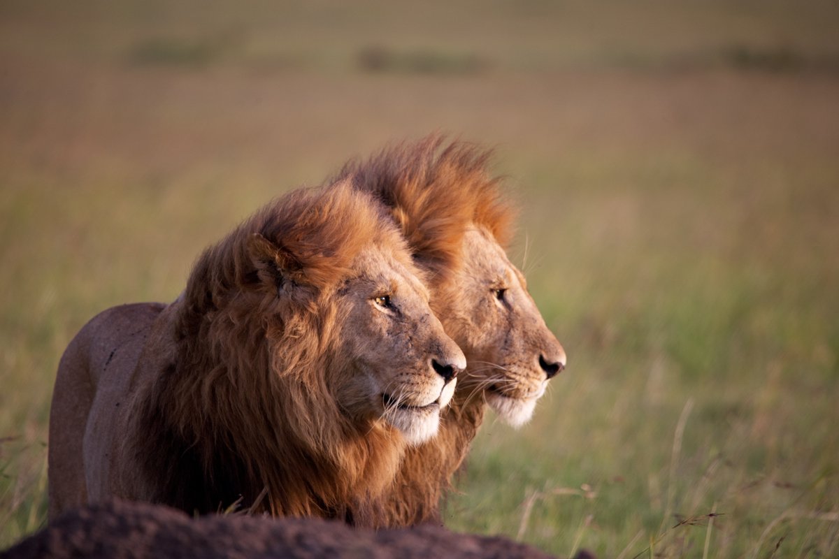 tusk_org's tweet photo. By collectively managing community cattle with trained herders, #ClawsConservancy have significantly reduced predator conflict, reduced disease deaths and built capacity for communities along the Northern Edge of the Okavango Delta in Botswana.
https://t.co/qZwSbhqZeF
