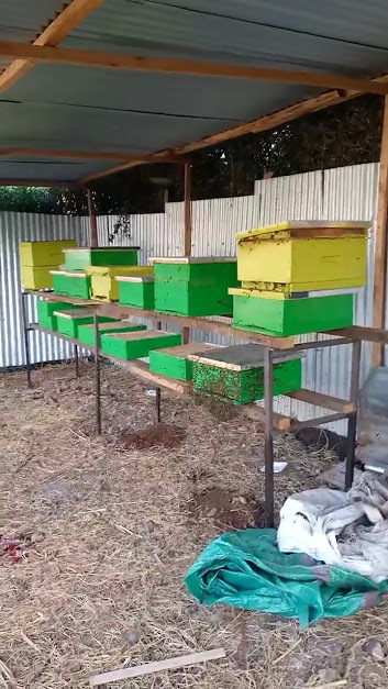 benard_kiruthu's tweet photo. 🐝🐝KARIBU CENTRAL🐝🐝
THREAD👇👇👇
▶️ ONE of the logical solutions to under-employment, environmental degradation and eradicating poverty in most rural areas is #bee_keeping... @mkulimayoung @Farm_Pesa @kilimoKE @Agri_FinanceKe @USAIDKenya @Ma3Route @BidcoGroup https://t.co/aO8S6DR5Mr