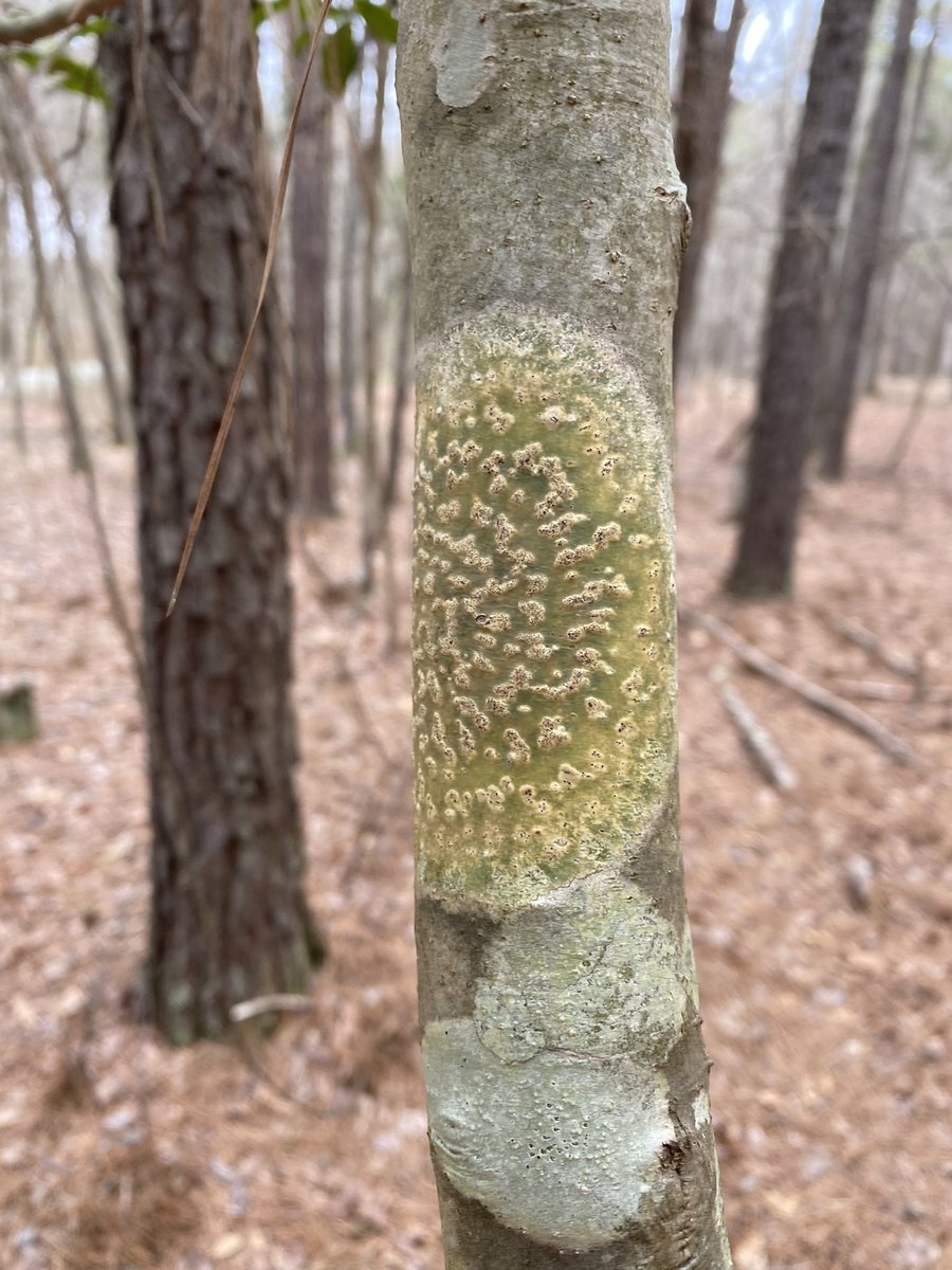 Forest health twitterverse— anyone know what this is on holly? Several trees had it in the vicinity (Durham, NC), circular form was pretty distinctive. #foresthealth #forestpathology