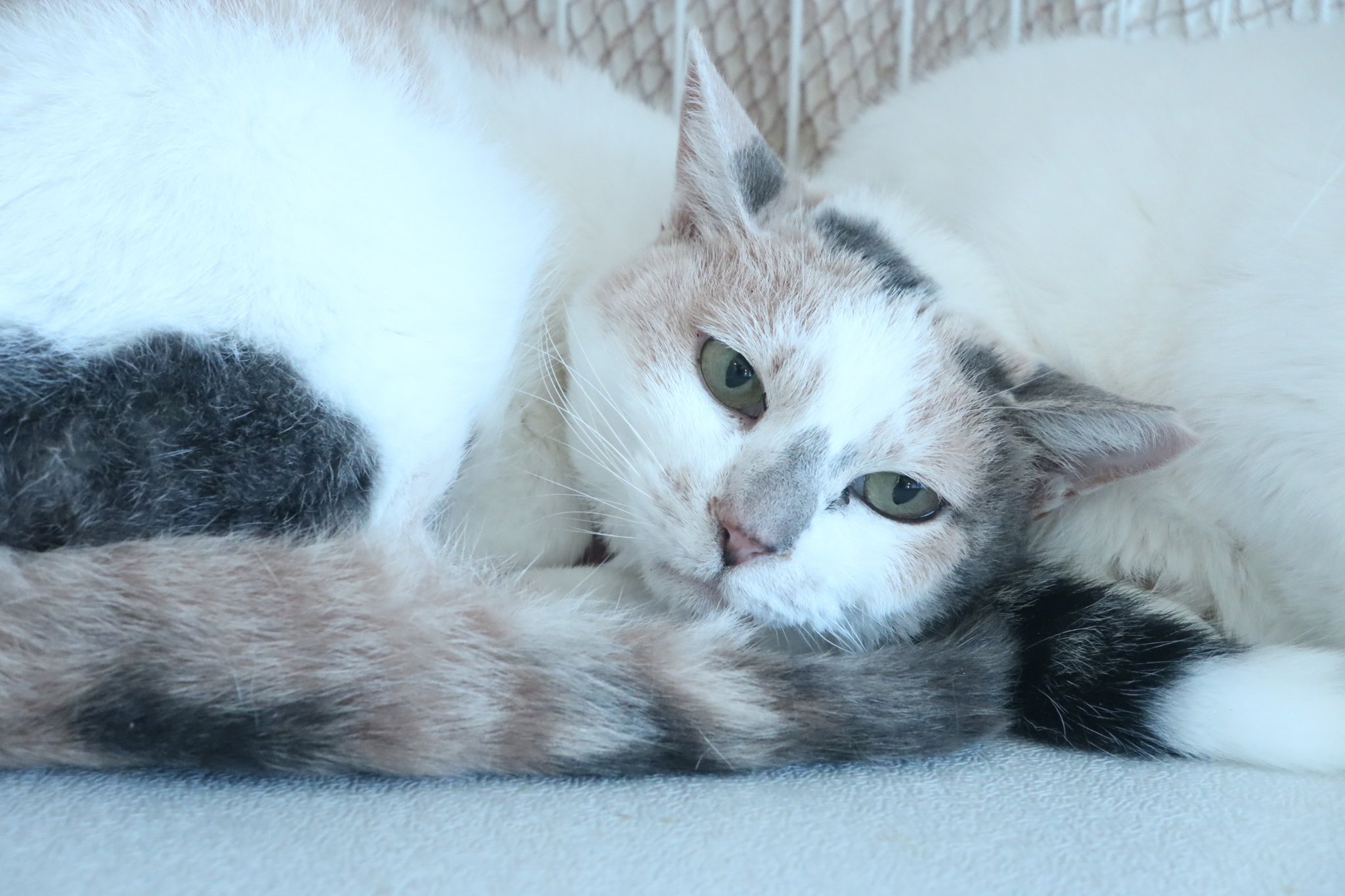 パステル三毛猫 Twitter Search Twitter