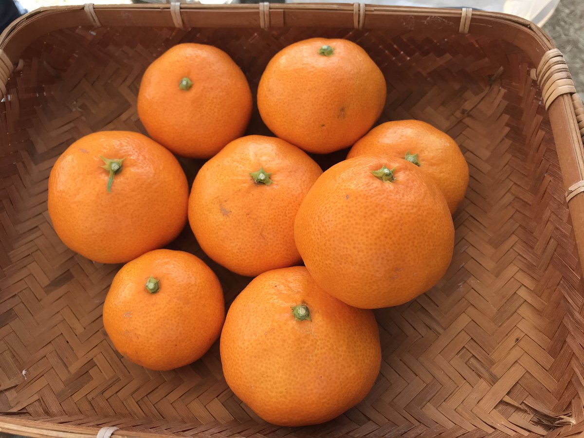 静大みかんクラブ Shizudai Mikan Twitter
