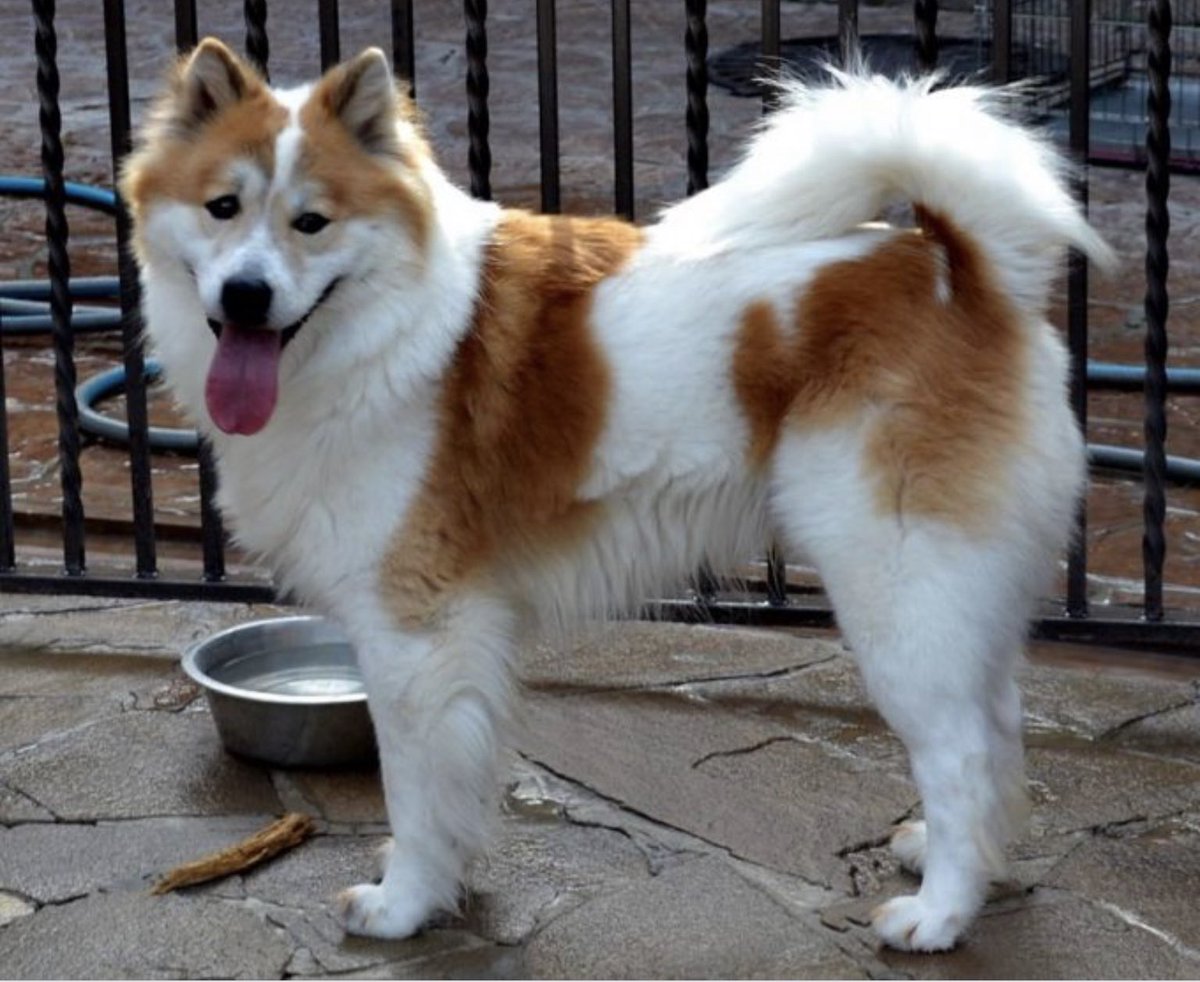 Sapphire Working On Twitter I Looked Up Thai Bangkaew Dog I Want One It S So Fluffy Mewsuppasit Gulfkanawat Mewgulf