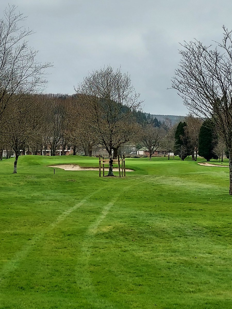 DelaneyPaddy's tweet photo. Transplanting of a tree to test the golfers when they safely get back to playing golf here @woodenbridgegc. https://t.co/uW7KOl28mj