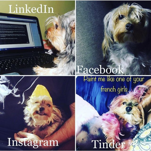 AshleyEsposito_'s tweet photo. Introducing my furry faux human and #ProChoicePup Miss Chachi! She’s my partner in crime and lapdog for all my graphic design and techie shenanigans! To help us raise money for abortion access donate to: https://t.co/GMQV01fOAM https://t.co/4JqHpOVCQO