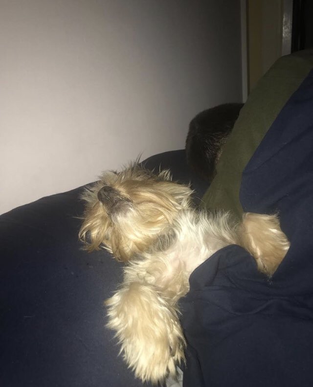 AshleyEsposito_'s tweet photo. Introducing my furry faux human and #ProChoicePup Miss Chachi! She’s my partner in crime and lapdog for all my graphic design and techie shenanigans! To help us raise money for abortion access donate to: https://t.co/GMQV01fOAM https://t.co/4JqHpOVCQO