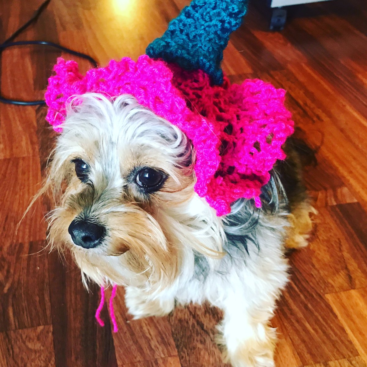 AshleyEsposito_'s tweet photo. Introducing my furry faux human and #ProChoicePup Miss Chachi! She’s my partner in crime and lapdog for all my graphic design and techie shenanigans! To help us raise money for abortion access donate to: https://t.co/GMQV01fOAM https://t.co/4JqHpOVCQO