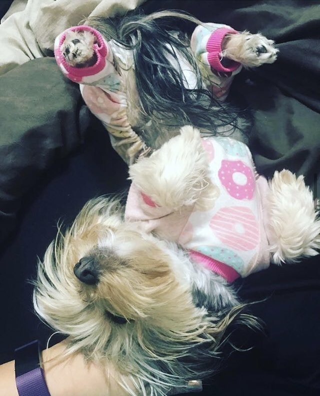 AshleyEsposito_'s tweet photo. Introducing my furry faux human and #ProChoicePup Miss Chachi! She’s my partner in crime and lapdog for all my graphic design and techie shenanigans! To help us raise money for abortion access donate to: https://t.co/GMQV01fOAM https://t.co/4JqHpOVCQO