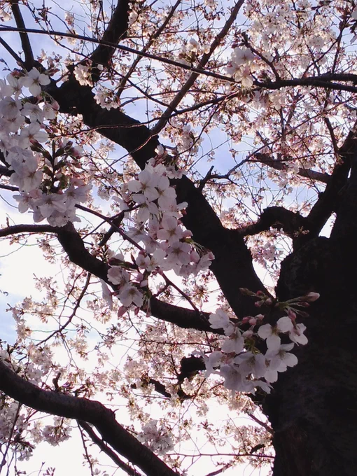 塾の説明受けた帰りに見た桜 場所によっては結構咲いてるのね〜