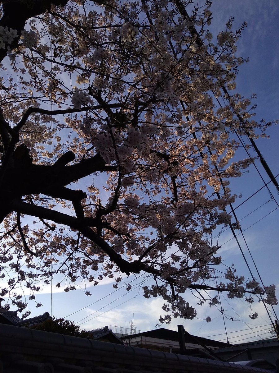 「塾の説明受けた帰りに見た桜 場所によっては結構咲いてるのね〜」|餅田いずみ⭐️ご依頼受付中のイラスト
