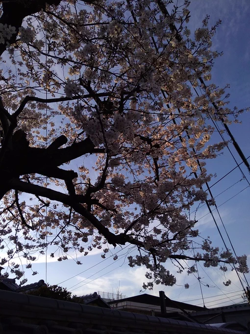 塾の説明受けた帰りに見た桜 場所によっては結構咲いてるのね〜