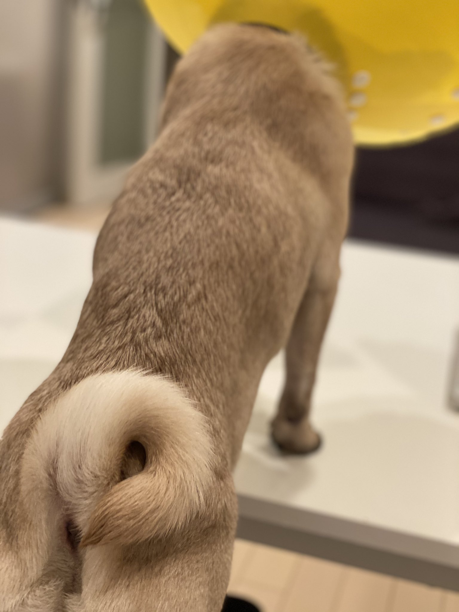 パグの ひらまさ Hiramasa Pug そろそろ遠吠えですか 後ろ姿 犬画像 犬好き 遠吠え パグのいる暮らし 表現 犬の感情 エリカラ Dog T Co Wtbqd6lt5m Twitter