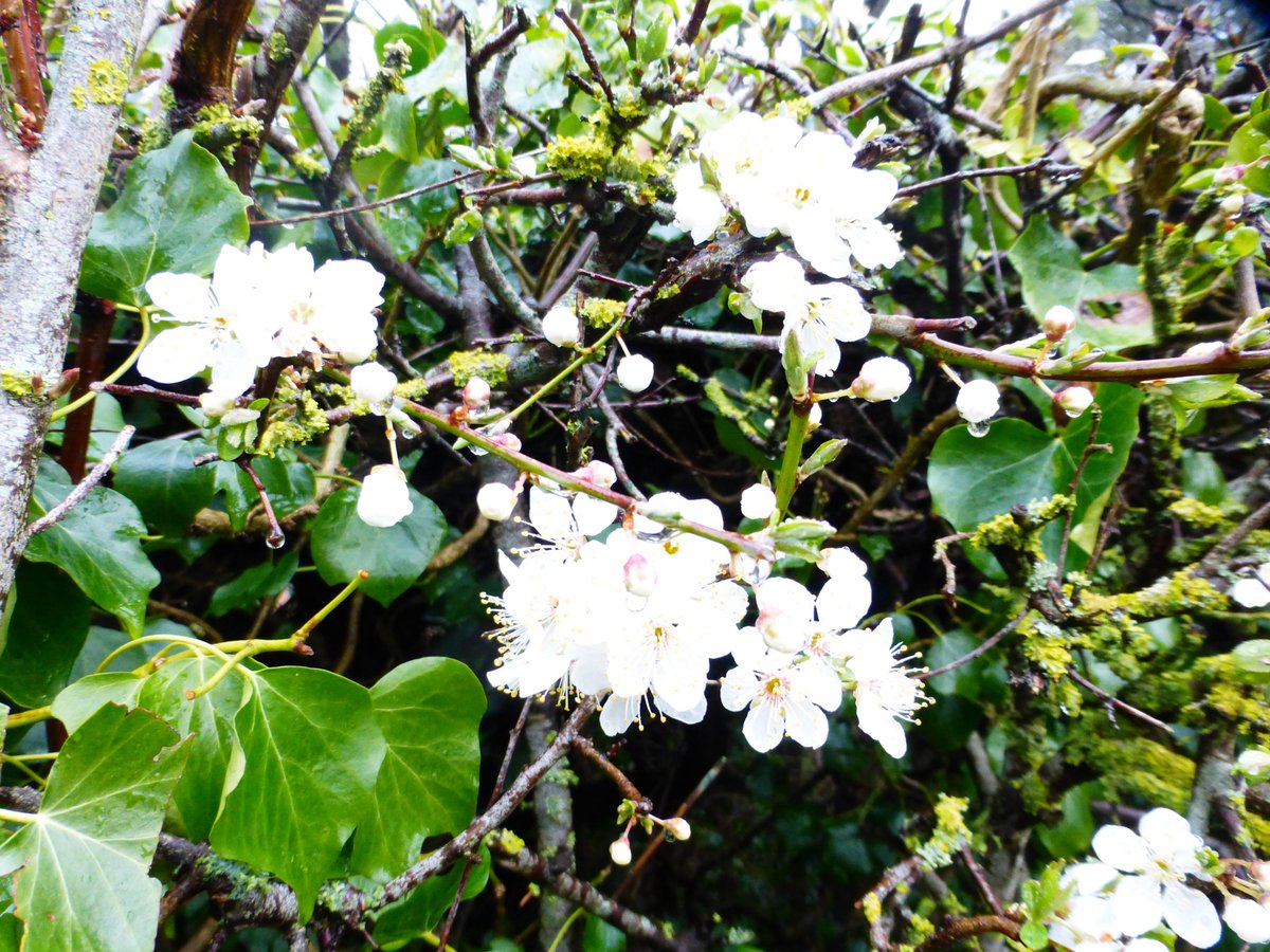 StSwithunsLibr's tweet photo. Blossoms and books... what could be better?  Celebrating the wondrous delights of hanami.  Nature renews us again.  #BlossomWatch #stswithunslibr https://t.co/eAIxPJgURc