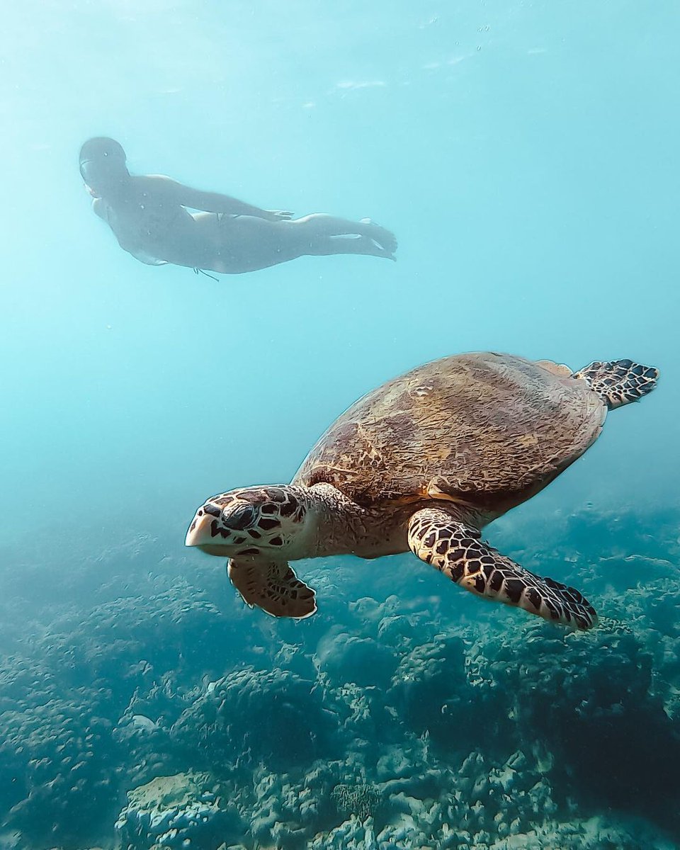 IleMadagascar's tweet photo. Discover the sea turtle in its natural environment #MyMadagascar 

📸 lifeoutofherbackpack https://t.co/JZOTpOKxIE