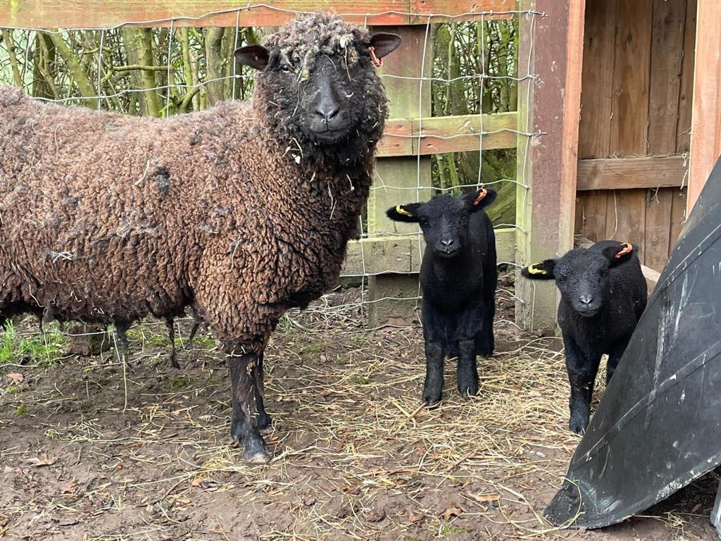 ViewBarn's tweet photo. We have some beautiful new additions to the MBV family ♥️
#MBV #newadditions https://t.co/UuicrjBvUu