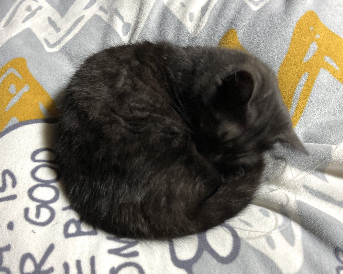 ぬん 黒の短足マンチカン ニャンモナイト 黒い塊に耳がついてるだけなのに なんでこんなに可愛いんだろう 猫好きさんと繋がりたい
