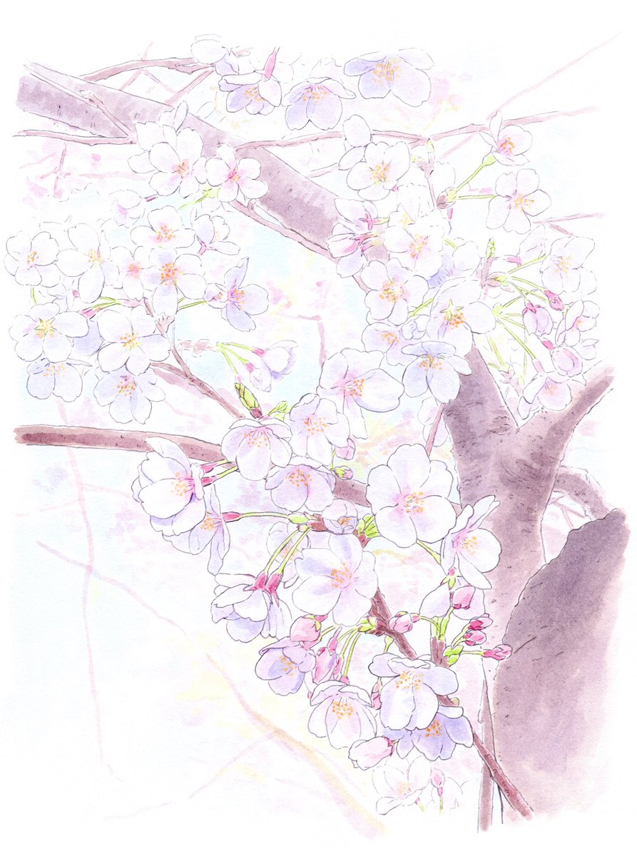 no humans cherry blossoms branch flower traditional media tree painting (medium)  illustration images
